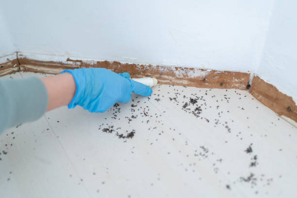 Professional Pest Control in Farmersville, TX